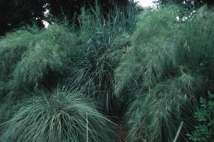 Plant photo of: Muhlenbergia dumosa