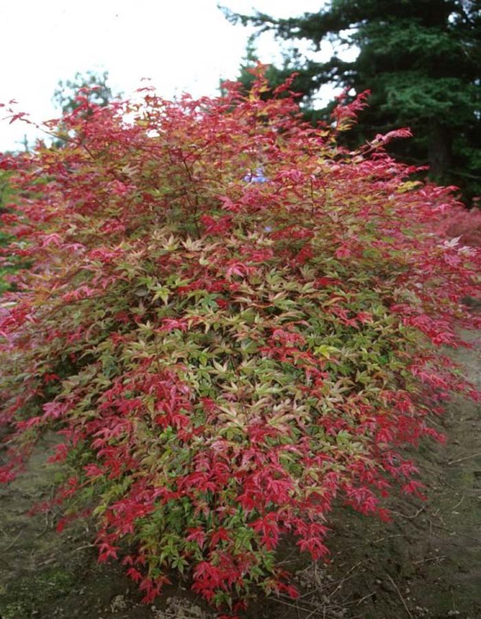 Plant photo of: Acer palmatum 'Shaina'