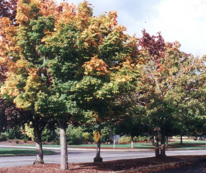 Plant photo of: Acer platanoides