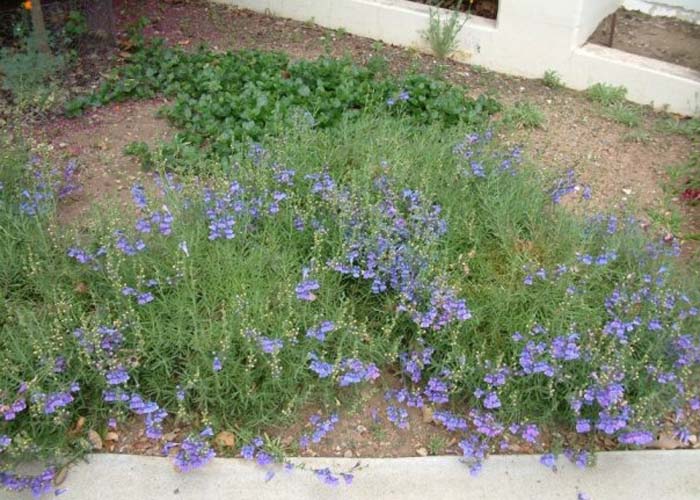 Plant photo of: Penstemon heterophyllus 'Margarita Bop'