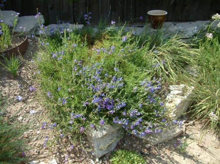 Plant photo of: Penstemon heterophyllus 'Margarita Bop'