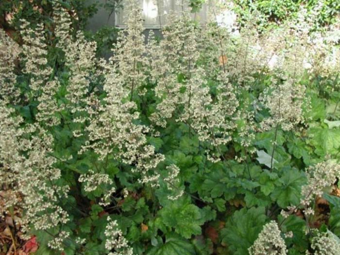 Plant photo of: Heuchera maxima