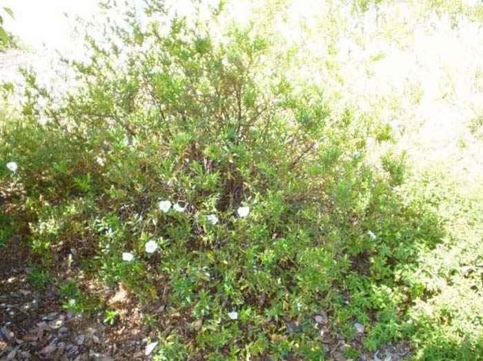 Plant photo of: Cistus ladanifer