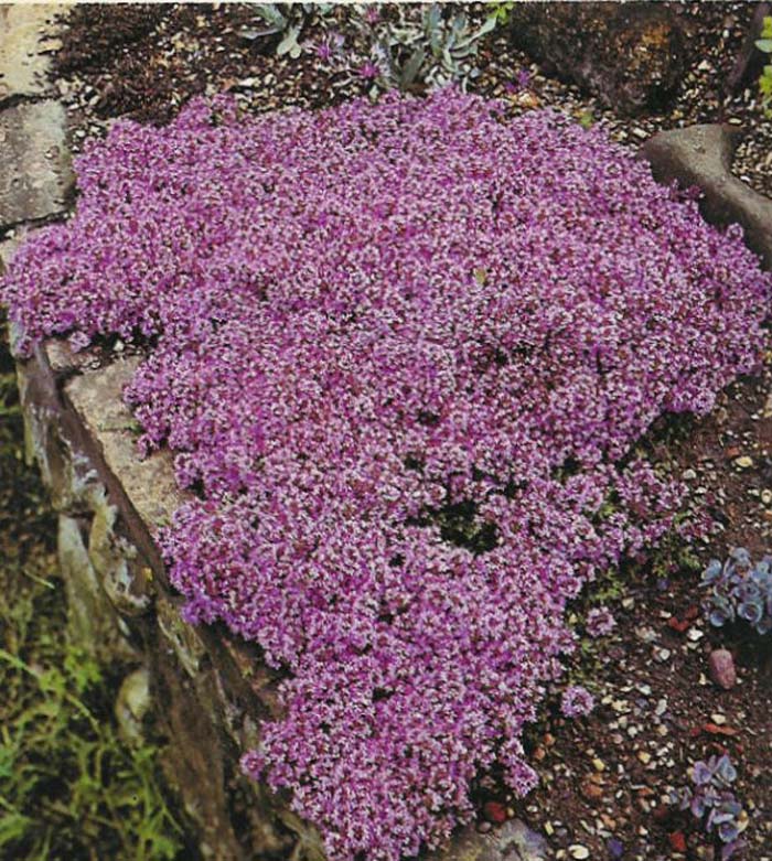 Thymus serpyllum