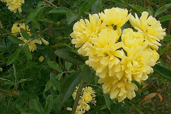 Rosa banksiae lutea