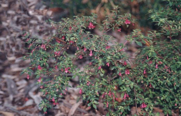 Fuchsia thymifolia