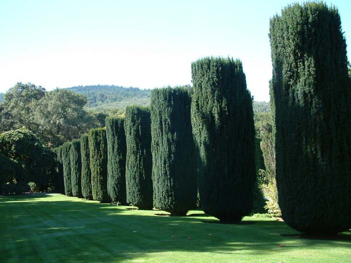 Plant photo of: Taxus baccata 'Stricta'