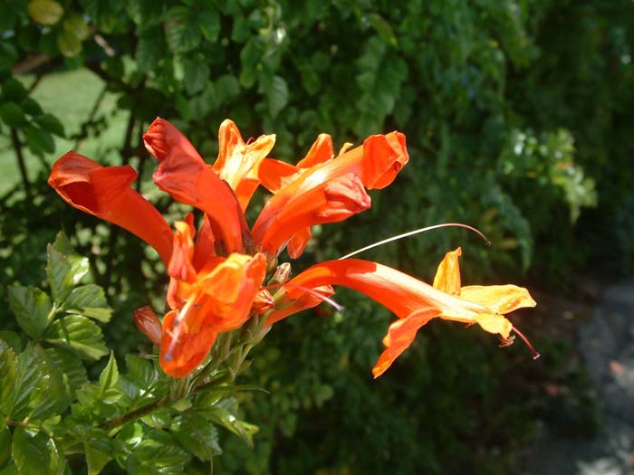 Plant photo of: Keckiella cordifolia