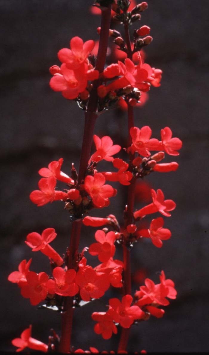 Red Rose Penstemon