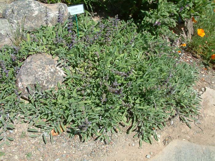 Sonoma Sage, Creeping Sage