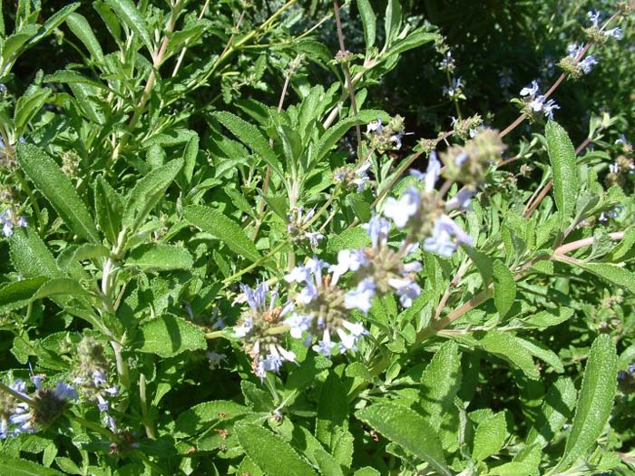 Plant photo of: Salvia sonomensis