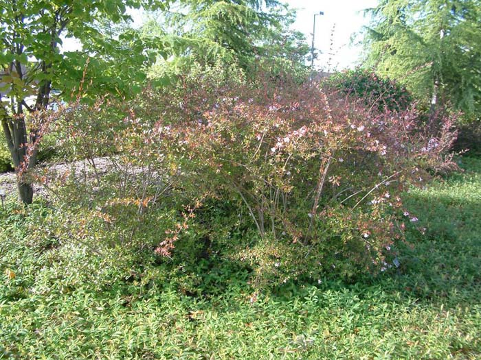 Pink  Abelia