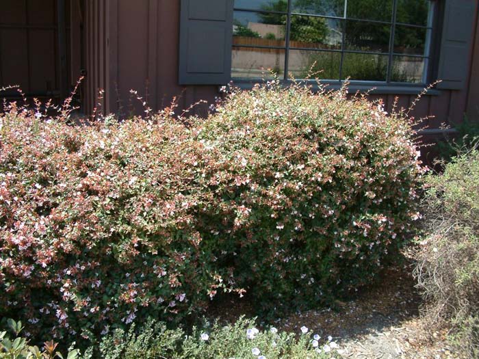 Plant photo of: Abelia X grandiflora 'Edward Goucher'