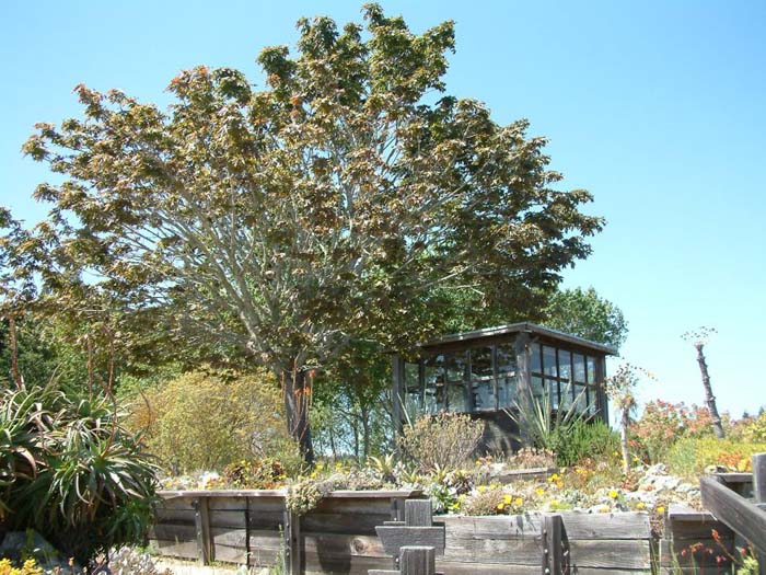 Big-Leaf Maple, Oregon or Canyon Ma