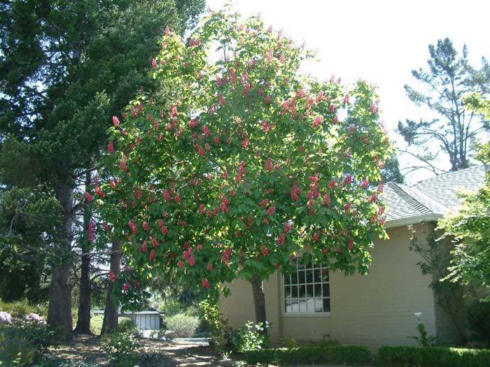 Ruby Flower Red Horsechestnut