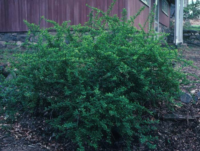 Berberis thunbergii