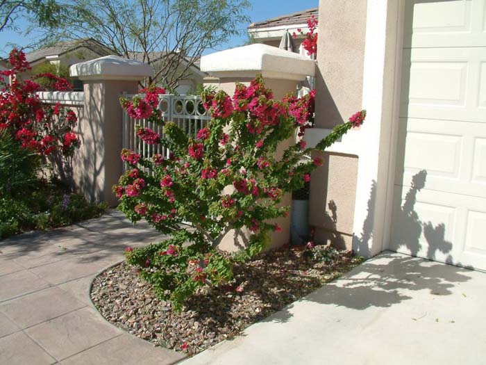 Shrub Bougainvillea, Torch Glow