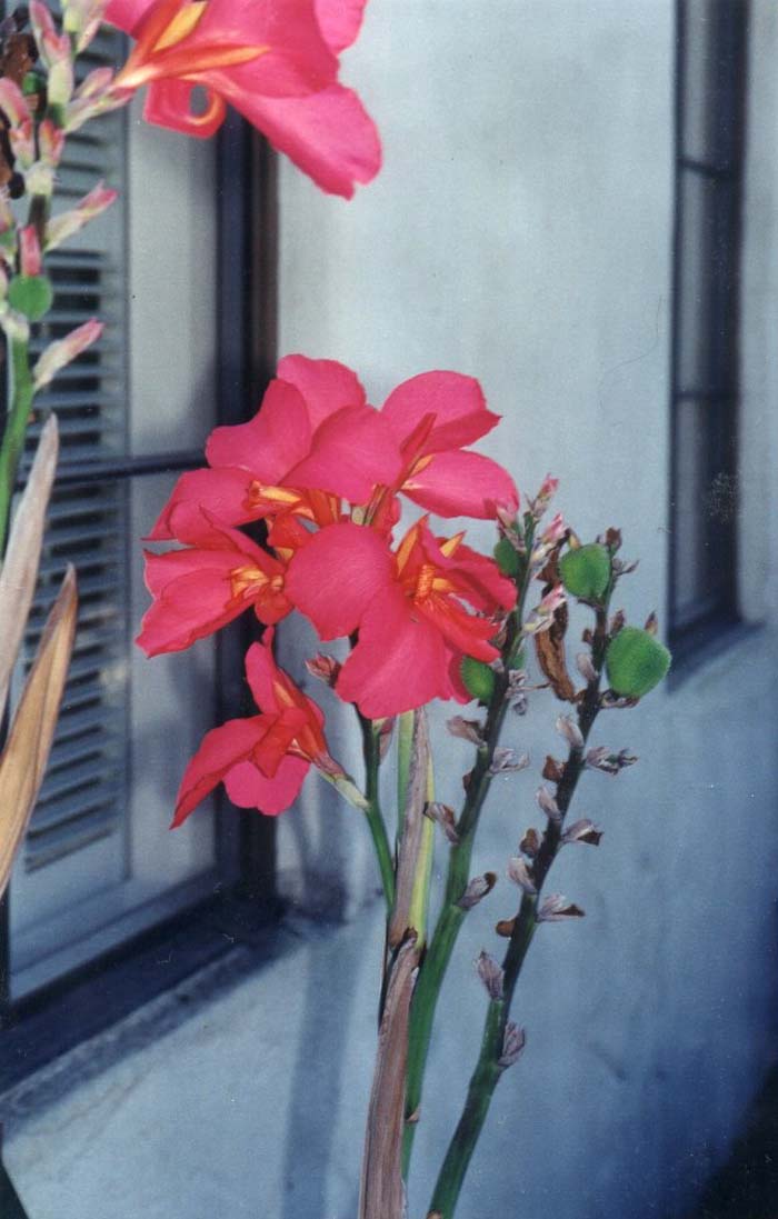 Common Garden Canna