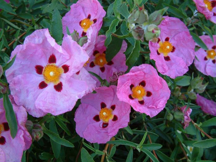 Plant photo of: Cistus X purpureus