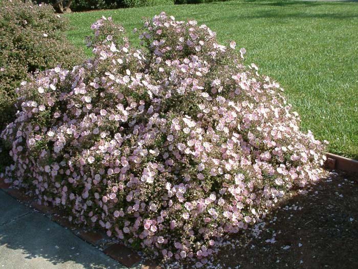 Cistus X skanbergii