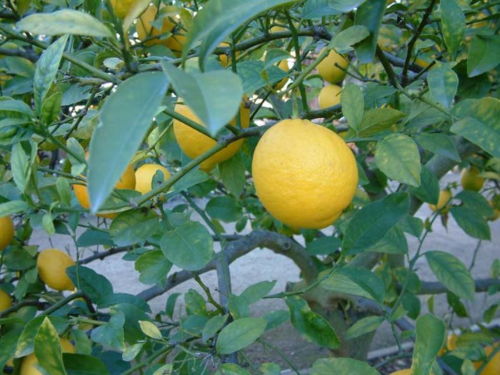 Plant photo of: Citrus X 'Improved Meyer'