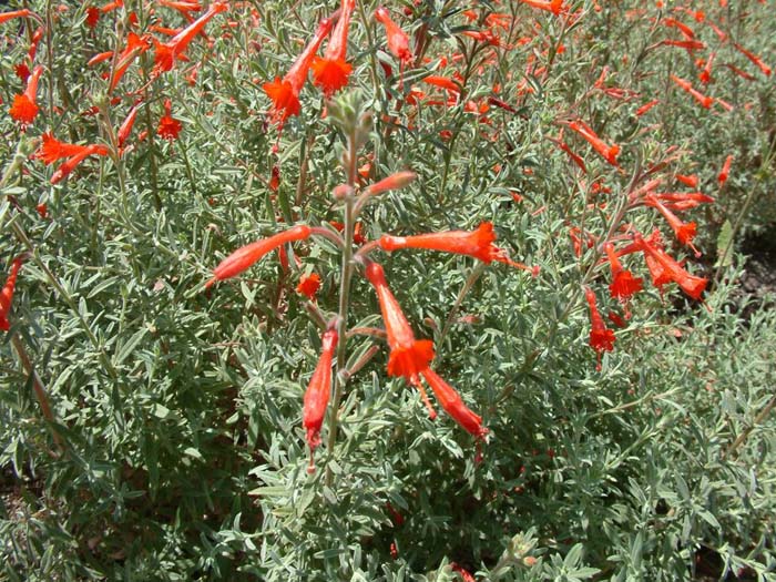 Plant photo of: Epilobium canum canum