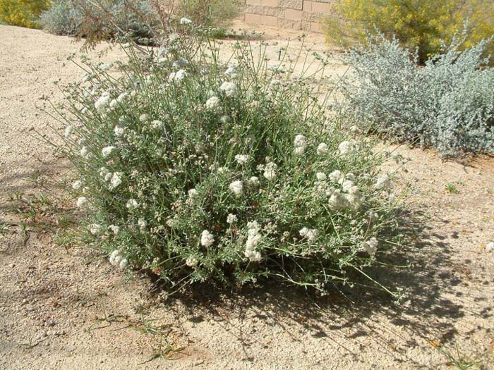 Flattop Buckwheat