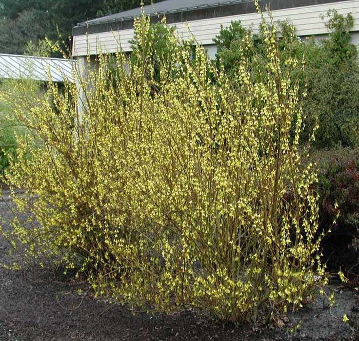 Gold Forsythia