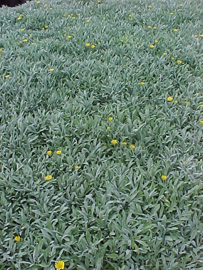 Plant photo of: Gazania X rigens leucolaena 'Sun Gold'