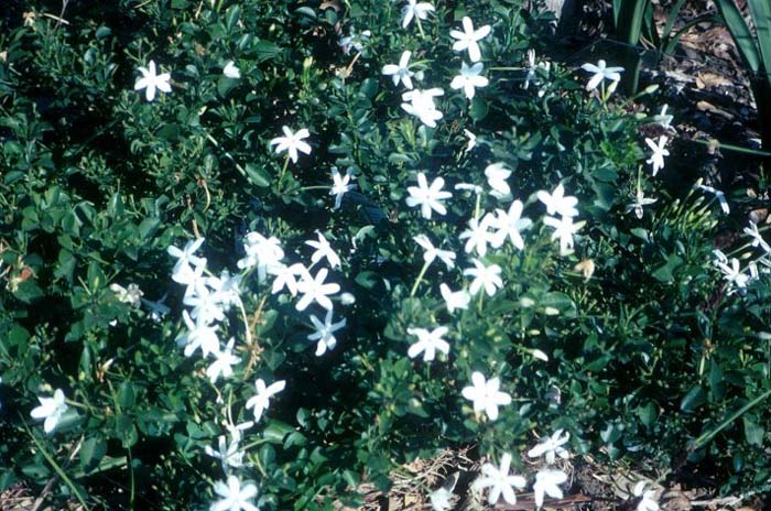 Jasminum angulare