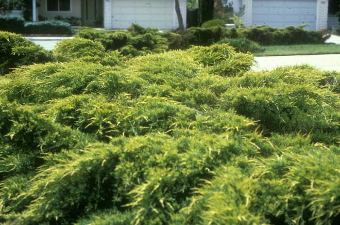 Plant photo of: Juniperus chinensis 'Pfitzeriana Aurea'