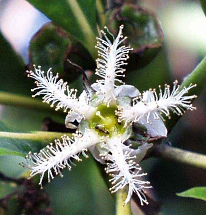 Plant photo of: Lophostemon confertus