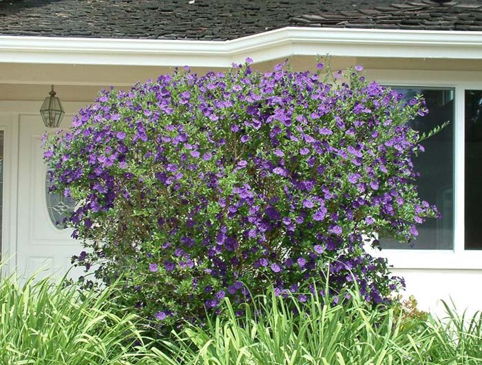 Blue Potato Bush