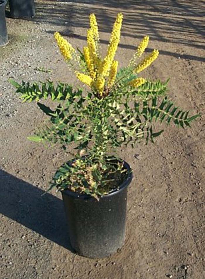 Mahonia lomariifolia