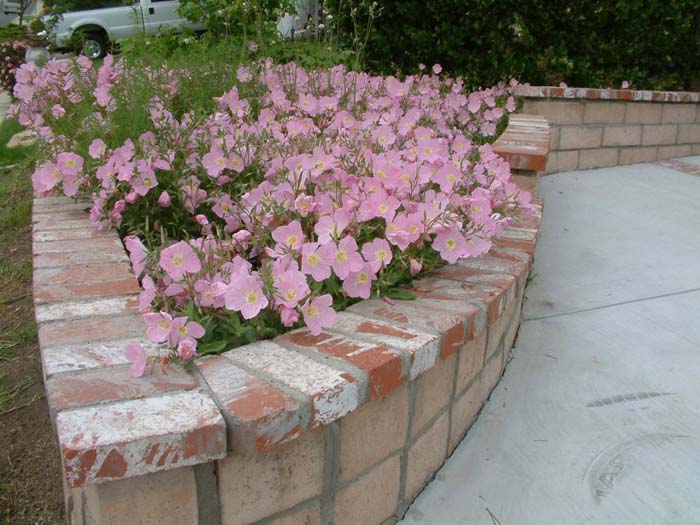 Oenothera speciosa 'Rosea'