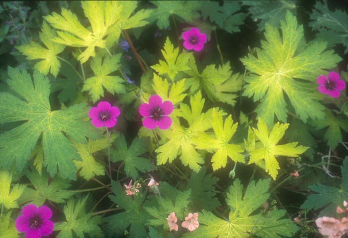 Plant photo of: Geranium 'Anne Folkard'