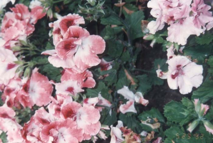 Plant photo of: Pelargonium X domesticum