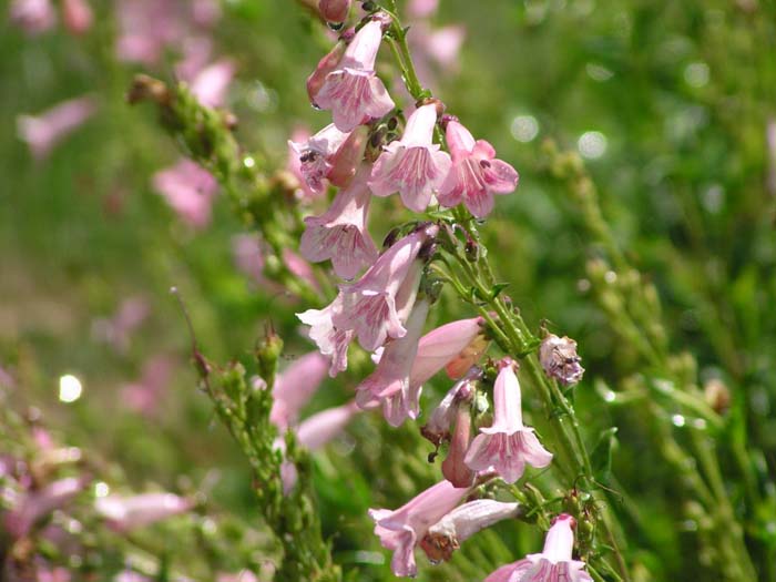 Penstemon X gloxinioides 'Apple Blossom'