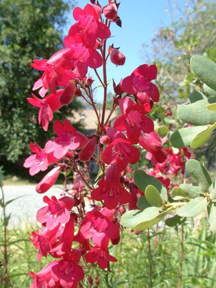 Penstemon X gloxinioides 'Ruby King'