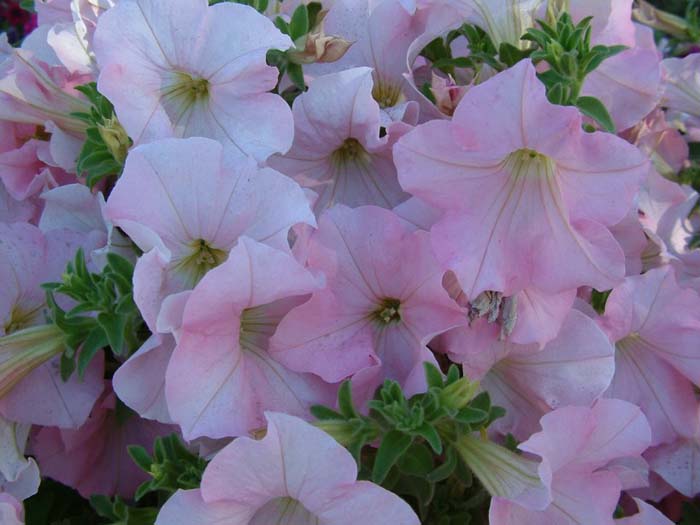 Common Garden Petunia