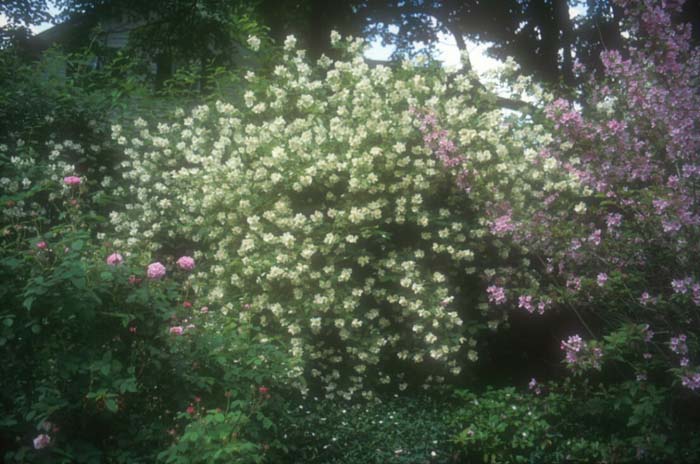 Plant photo of: Philadelphus X virginalis