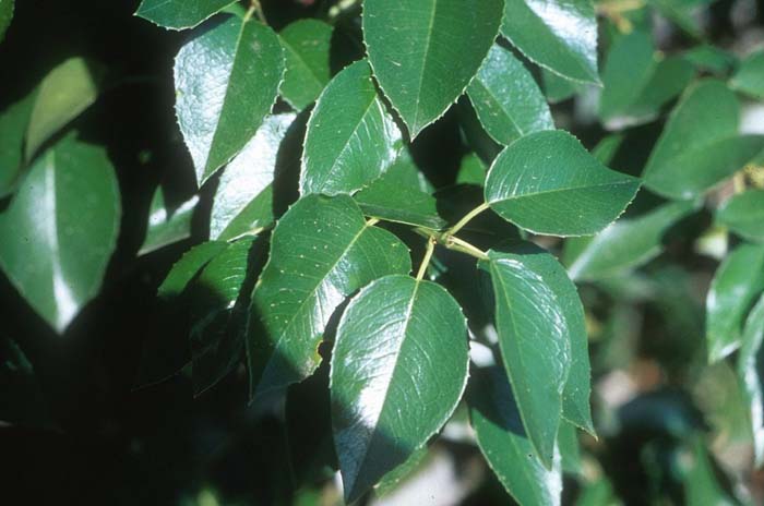 Plant photo of: Prunus ilicifolia lyonii