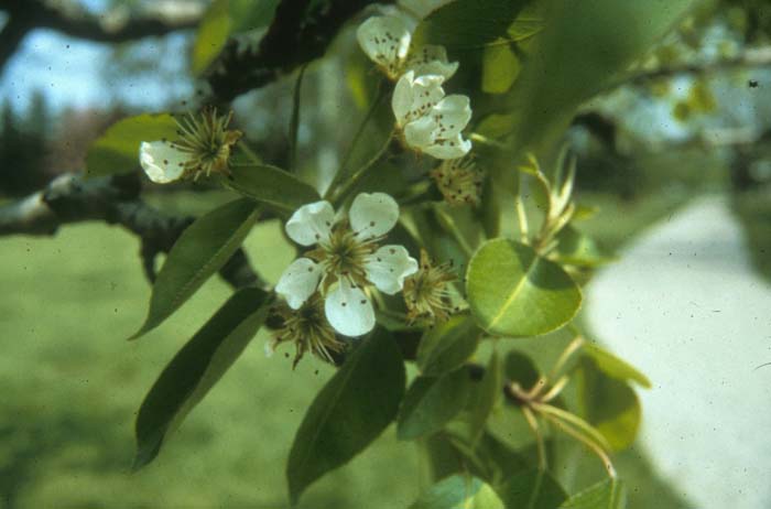 Edible Pear, Commom or European Pea