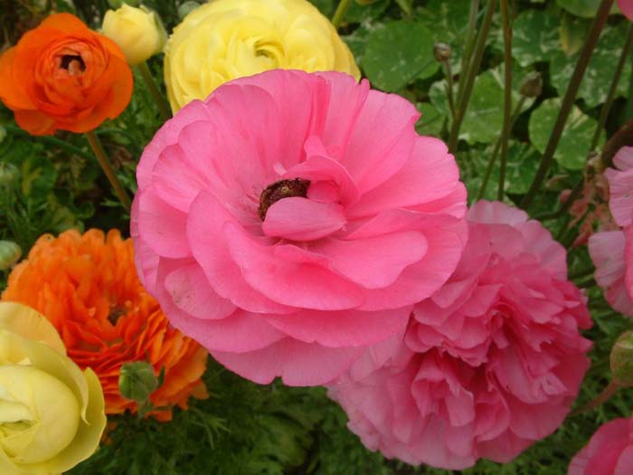 Ranunculus asiaticus