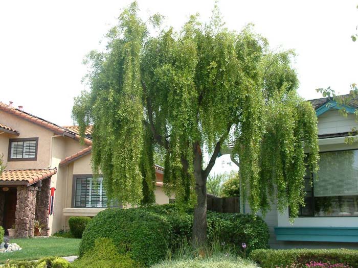 Weeping Willow