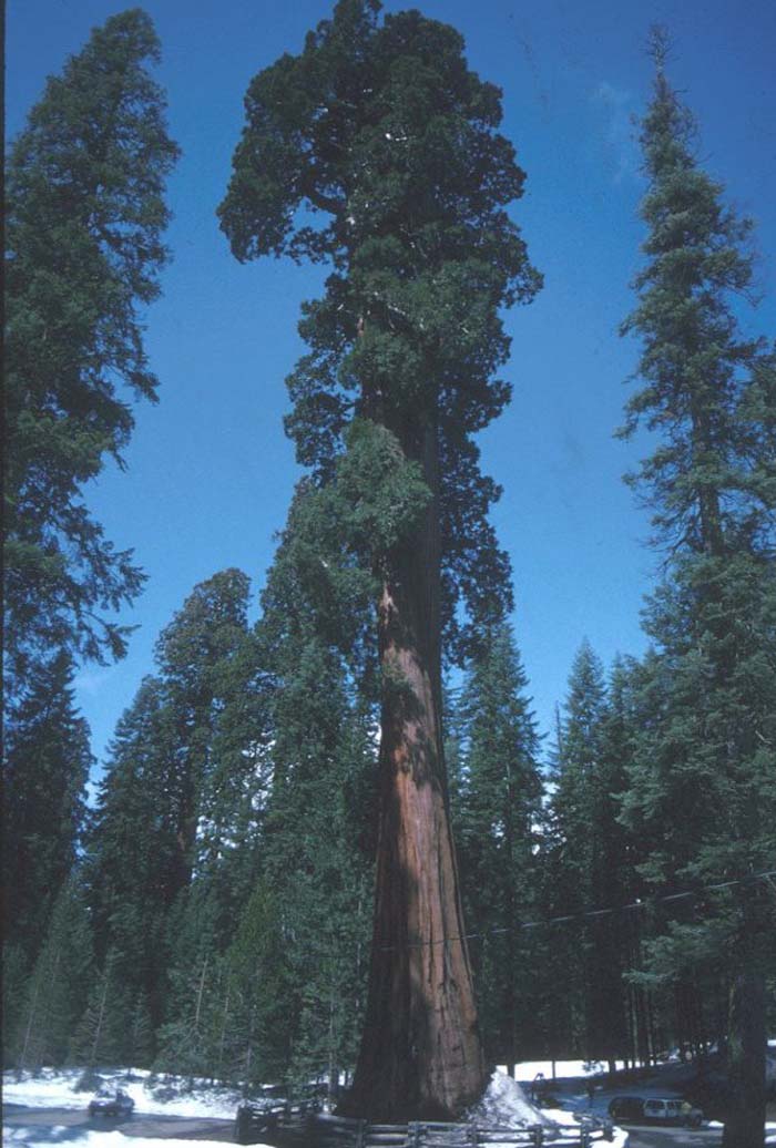 Sequoiadendron giganteum