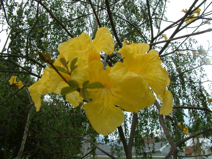 Tabebuia chrysothricha