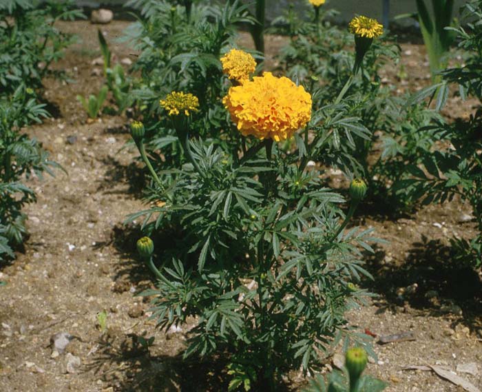 Tagetes erecta