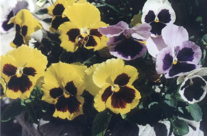 Common Pansy