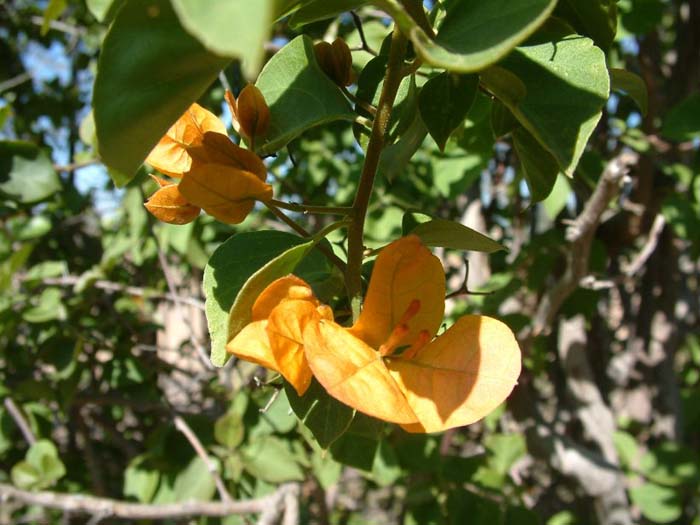 Plant photo of: Bougainvillea 'California Gold'